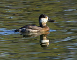 Ruddy Duck (Non-breeding Male)