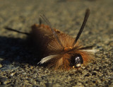 Banded Tussock Moth Cat Caterpillar (8203)