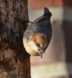 A Mouthfull