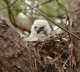 <b>Great Horned Owl Nestling Video 2</b>