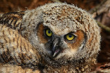 <b>Great Horned Owlet Video 3</b>