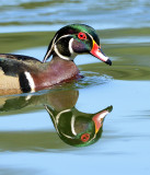 Male Wood Duck Mirror Image