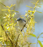 Blue-gray Gnatcatcher 