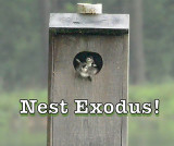 <b>Wood Duckling Nest Box Exit Video</b>