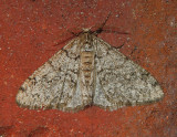 Toothed Phigalia Moth (6659)