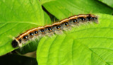 Eastern Tent Caterpillar Moth (7701)