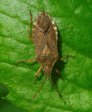 Squash Bug 