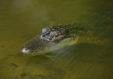 Juvenile Alligator