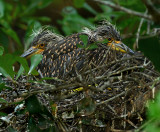 Yellow-crowned Night Nestlings