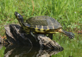 Yellow-bellied Slider