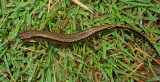 Three-lined Salamander (Dorsal)