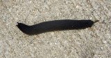Black-velvet Leatherleaf Slug