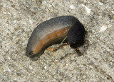 Black-velvet Leatherleaf Slug 