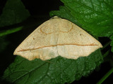 Confused Eusarca Moth (6941)