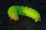 Luna Moth Caterpillar (4th Instar)
