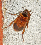 May Beetle 