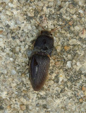 Click Beetle 