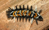 Milkweed Tussock Moth Caterpillar (8238)
