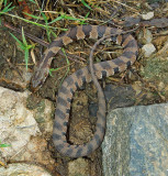 Midland Water Snake 