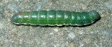 Ashen Pinion Moth Caterpillar (9910)