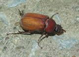May Beetle