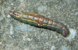 Saddled Prominent Moth Caterpillar (7994)