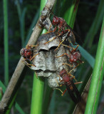 Paper Wasps on nest 