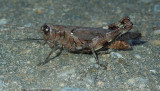 Pine Tree Spur-throat Grasshoper
