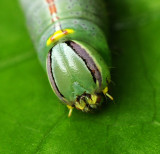 Saddled Prominent Moth Caterpillar (7994)