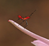 Leaf-footed Bug Nymph (Leptoglossus)