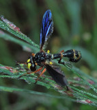 Thick-headed Fly 