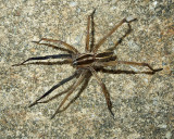 Rabid Wolf Spider 