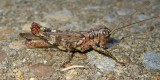 Pine Tree Spur-throat Grasshopper 