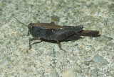Black-sided Pygmy Grasshopper