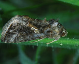 Soybean Looper Moth (8890)