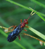 Icheumon Wasp (Trogomorpha sp)