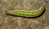 Variable Oakleaf Caterpillar Moth Caterpillar (7998)