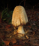 Unidentified Mushroom