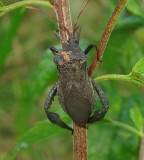 Acanthocephala femorata 