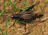 Eastern Lubber Grasshopper  Adult