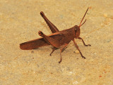 Rusty Bird Grasshopper 