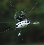 Spinybacked Orbweaver 
