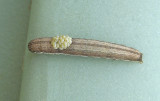 Sympistis forbesi Larva (10067.1)