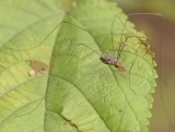 Harvestmen with Prey