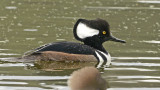 Hooded Merganser