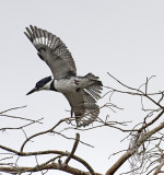 Belted Kingfisher Male