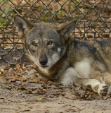 Red Wolf (Captive)