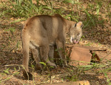 Florida Panther (Captive)