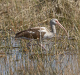 1st Summer Bird