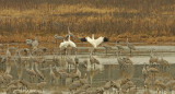 Whooping and Sandhill Cranes